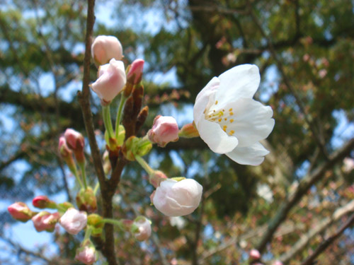 初めて目にする桜の画像（1枚目）