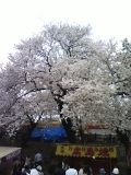 「春☆」の画像