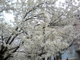「春色和菓子でお花見に」の画像
