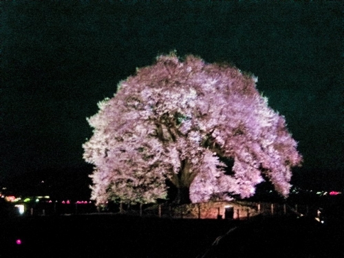 武田の里　王仁（わに）塚の桜の画像（1枚目）