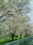 桜と富士山の画像（1枚目）
