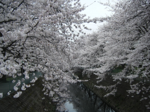 川面の桜の画像（1枚目）