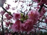「桜の下で。」の画像