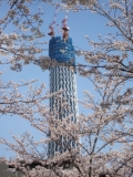 東京スカイツリー×ＳＡＫＵＲＡ