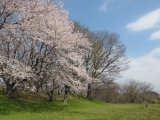 そらと桜