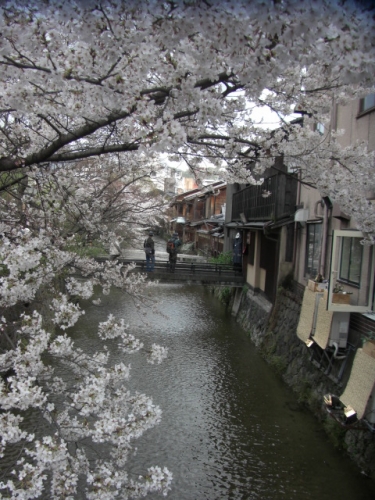 　美～祇園白川～京都の画像（1枚目）