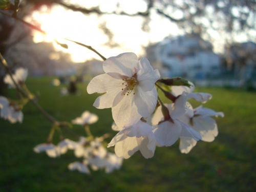 夕日と桜の画像（1枚目）