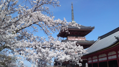 春の京都の画像（1枚目）