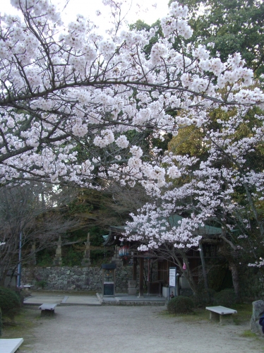 お寺の桜の画像（1枚目）