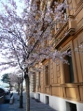 「ジェノバでお花見！♪」の画像