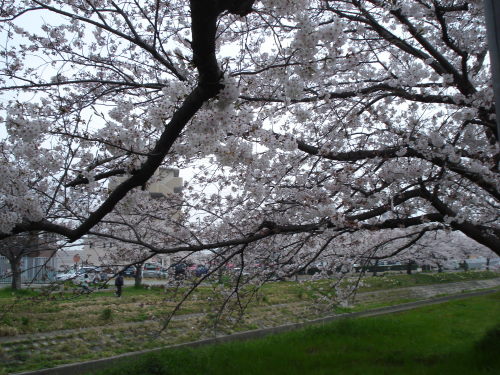 河川敷の桜♪の画像（1枚目）