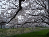 河川敷の桜♪