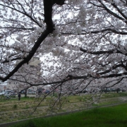 河川敷の桜♪