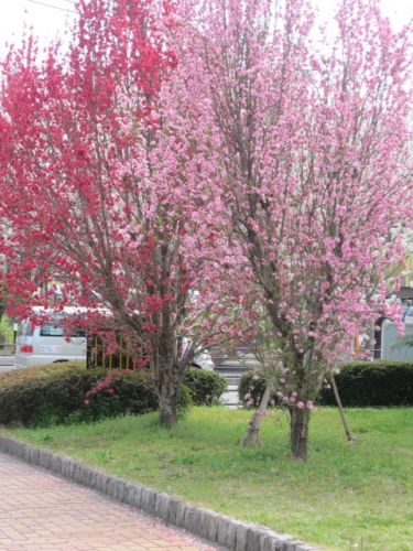 桜？梅？どっちだろー。の画像（1枚目）