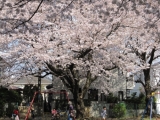 地味な公園が華やぐ一瞬の日々