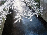 「目黒川花桜まつりに行ってきました♪」の画像
