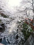 「目黒川花桜まつりに行ってきました♪」の画像