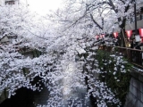 目黒川花桜まつりに行ってきました♪の画像（2枚目）