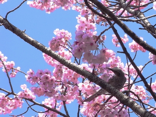 上野公園で発見♪　ヒヨドリも桜を待ってました～の画像（1枚目）
