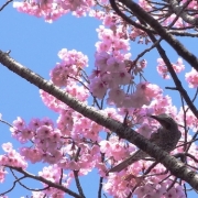 上野公園で発見♪　ヒヨドリも桜を待ってました～