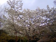 動物公園の桜の画像（1枚目）