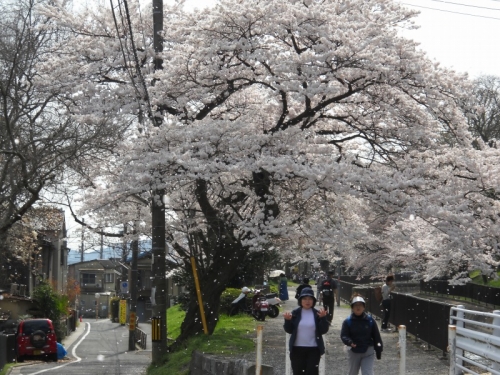 桜吹雪の画像（1枚目）