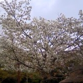 動物公園の桜