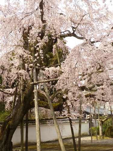 京都：醍醐寺・三宝院の桜の画像（1枚目）