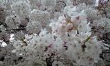 桜満開→散るの画像（1枚目）