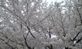 「桜満開→散る」の画像