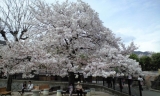 桜満開→散るの画像（3枚目）