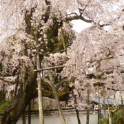 京都：醍醐寺・三宝院の桜