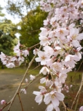 枝垂桜