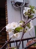 我が家の桜♪の画像（1枚目）
