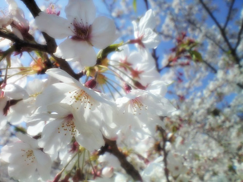 桜の季節の画像（1枚目）