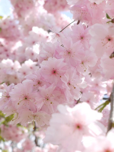 幸せ色の桜の画像（1枚目）