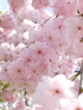 幸せ色の桜