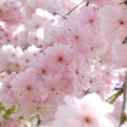 幸せ色の桜