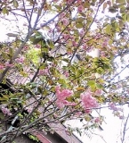 「葉桜散って、今は八重桜♪」の画像