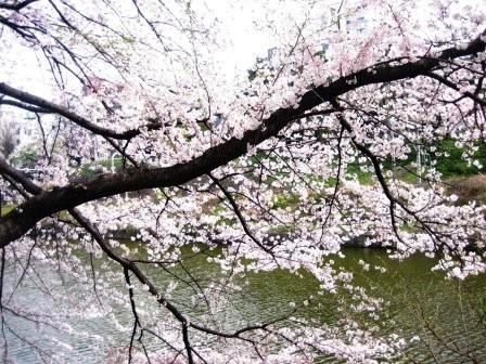 水辺の桜の画像（1枚目）