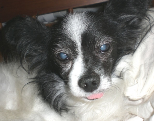 愛犬のもうちゃん　パピヨン♂16歳です。の画像（1枚目）