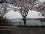 今年の桜は遅かったの画像（1枚目）