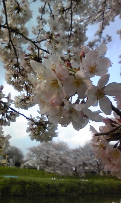 雪と雪の合間の桜の画像（1枚目）