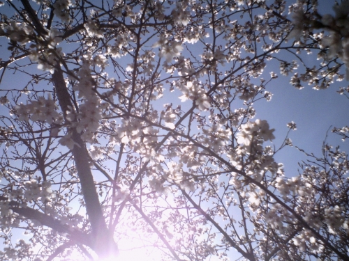 大好きな空と桜のコラボ♪の画像（1枚目）