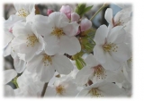 桜、開花宣言♪の画像（3枚目）