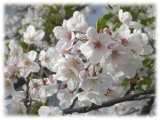 桜、開花宣言♪の画像（2枚目）