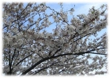 桜、開花宣言♪の画像（1枚目）