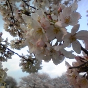 雪と雪の合間の桜