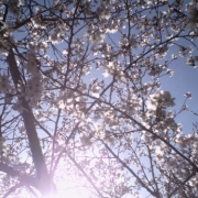 大好きな空と桜のコラボ♪