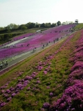 市貝町　芝ざくらまつり